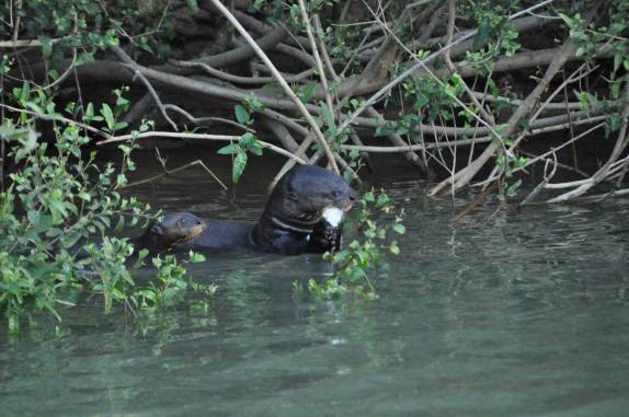 Ariranha devora peixe no rio Cuiabá, região de Porto Jofre, no final da rodovia Transpantaneira, no Pantanal Norte, no Mato Grosso